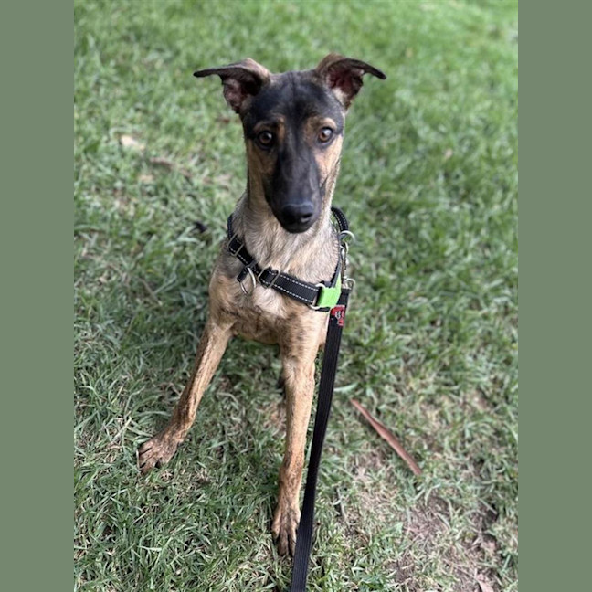 Photo of Lucky