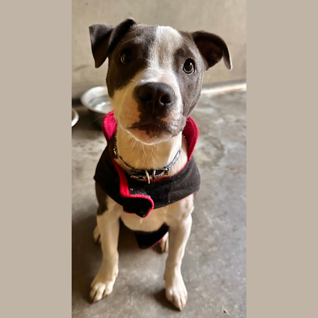Photo of Snoopy