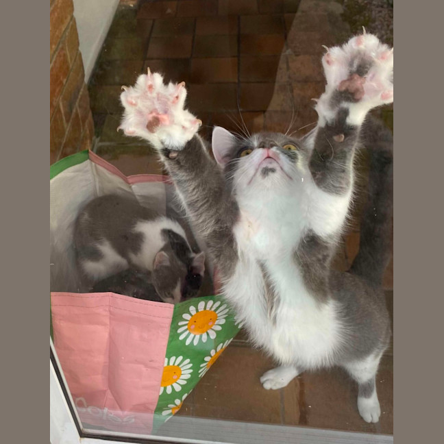 Photo of Chilli & Rambo 