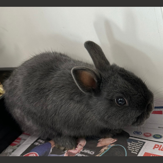 Photo of Betty (Bonded To Veronica)