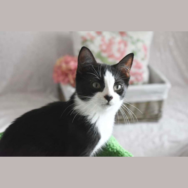 Photo of Cosmos