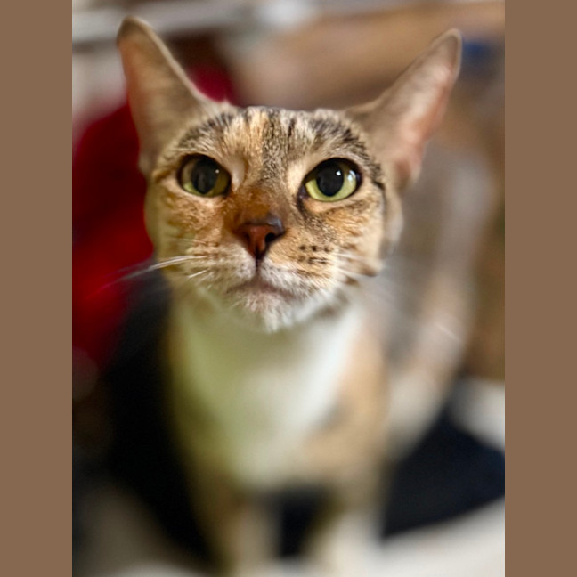 Photo of Calyssa 