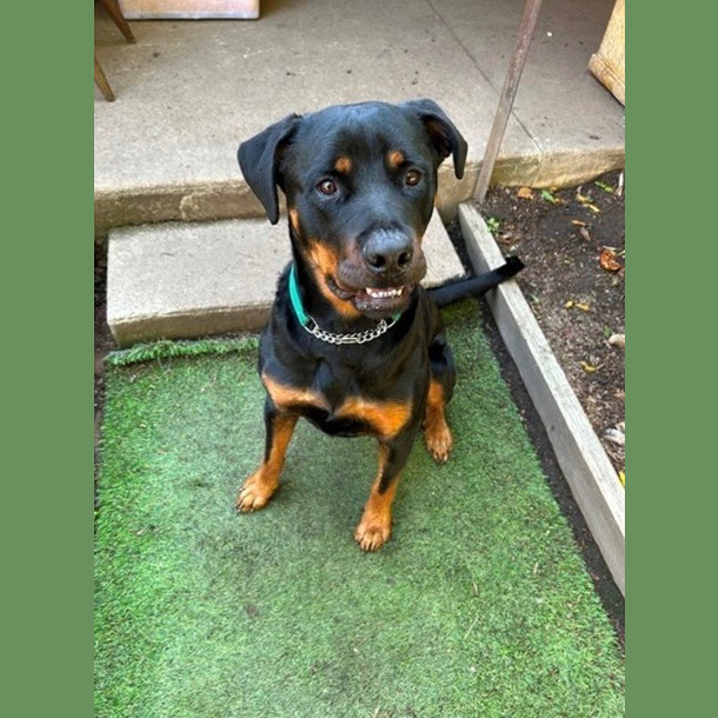 Photo of Chico