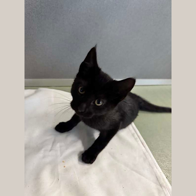 Photo of Piper