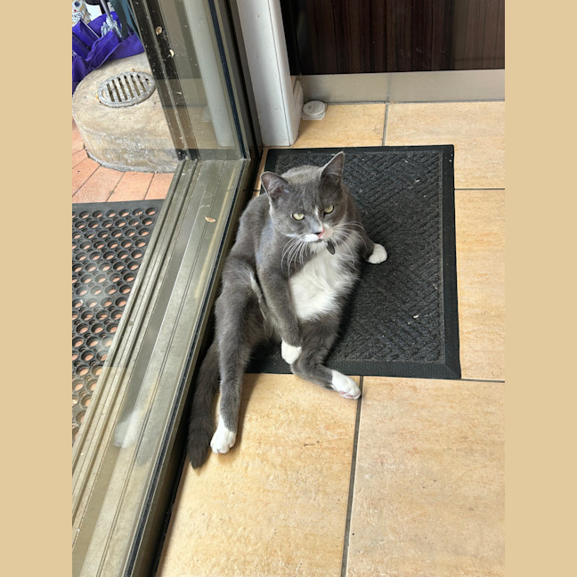 Photo of Cashew