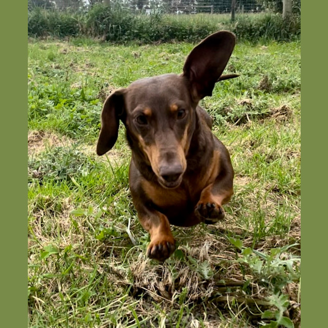Photo of Gertie & Tootsie