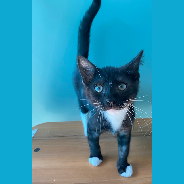 Photo of Buddy