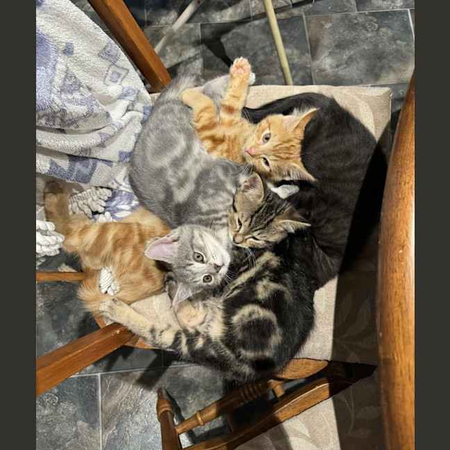 Photo of Charlie   Located In Preston