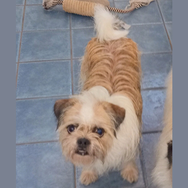 Photo of Ruffle