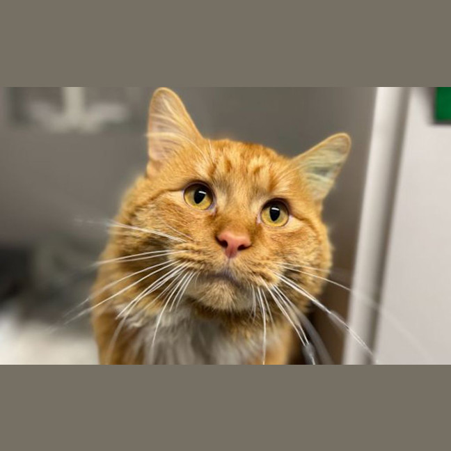 Photo of Ranger