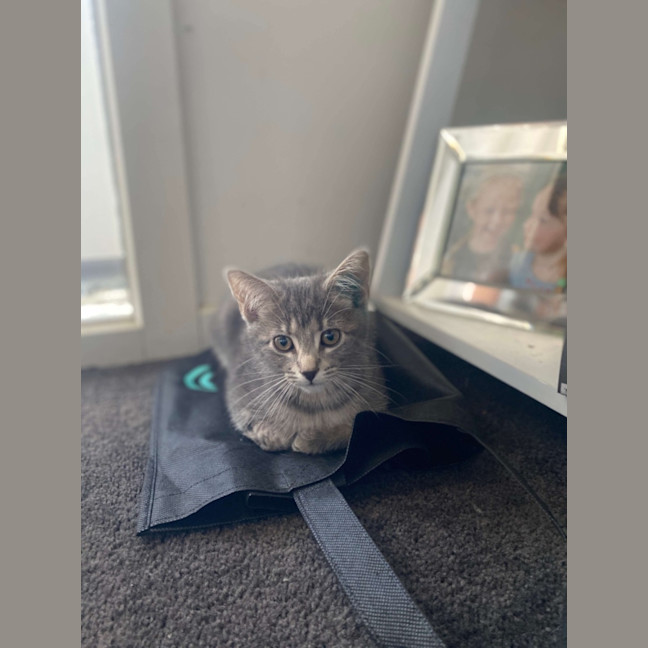 Photo of Princess Meet Me@Petstock Mornington Nepean Hwy 