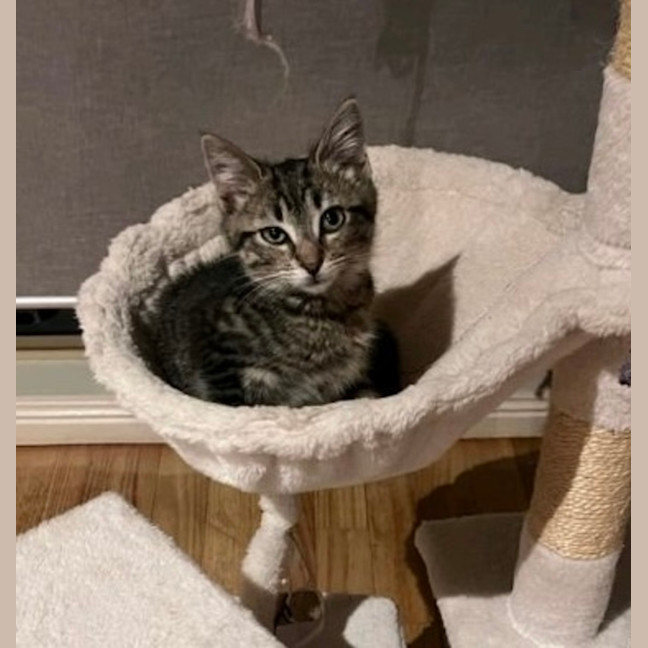 Photo of Lynx 