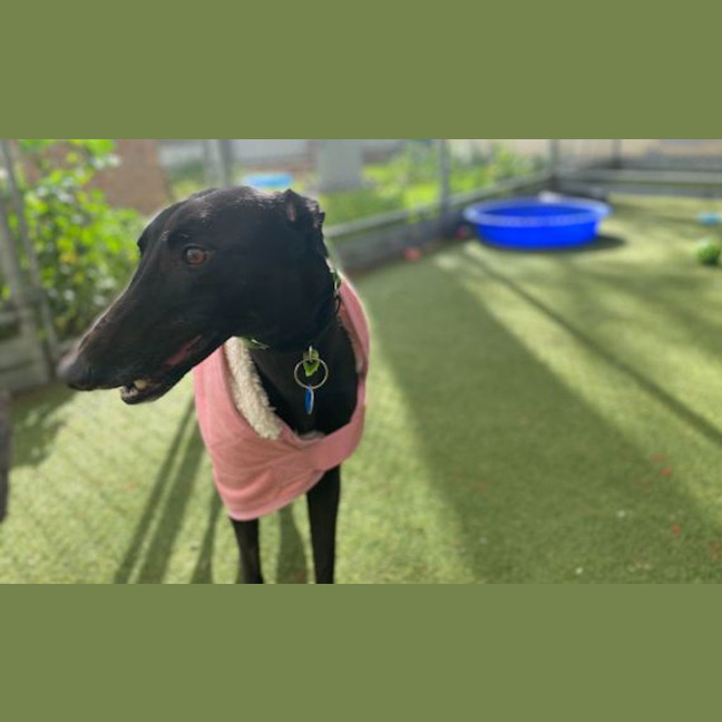 Photo of Blossom