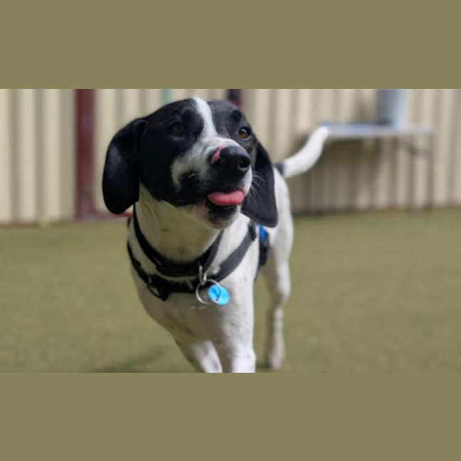 Photo of Bluey