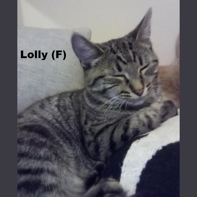 Photo of Lolly