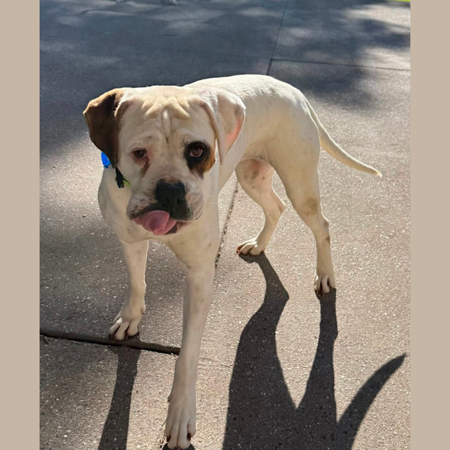 Photo of Sasha *$350 Adoption Fee*