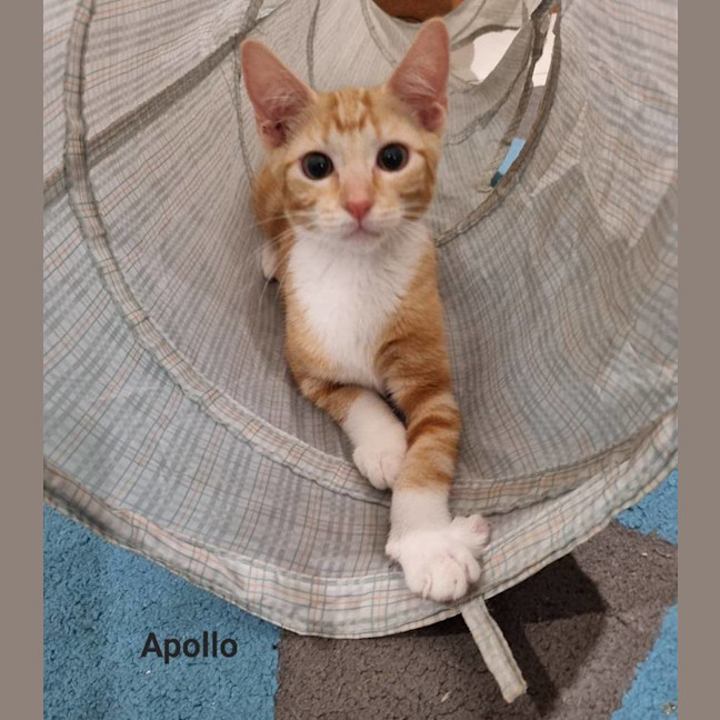 Photo of Apollo