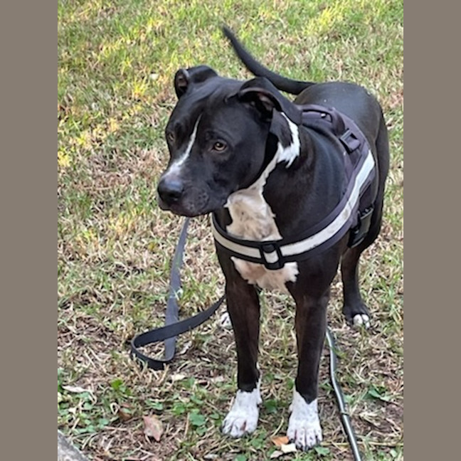 Photo of Charlie   7 Year Old Staffy X Great Dane 