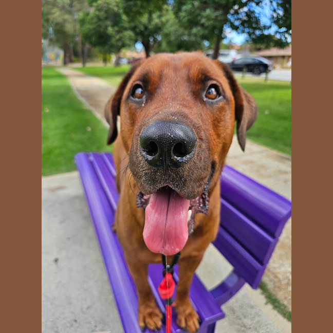 Photo of Ollie 