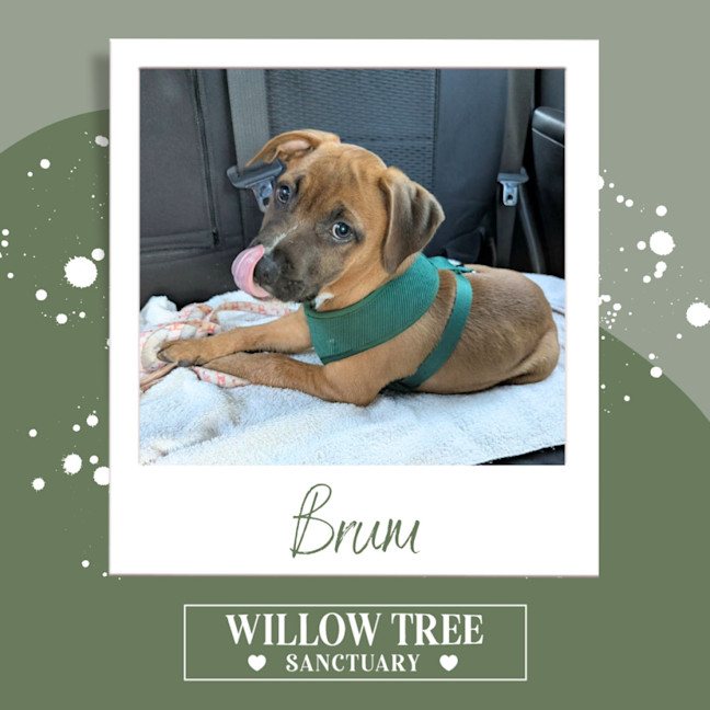 Photo of Brum