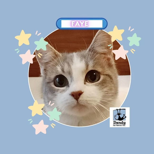 Photo of Faye ^^Dandy Cat Rescue^^