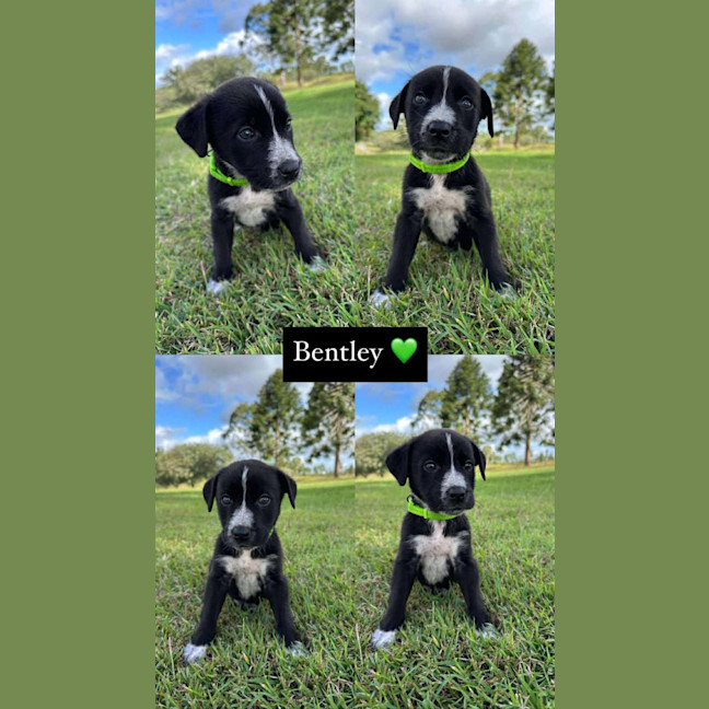Photo of Bentley