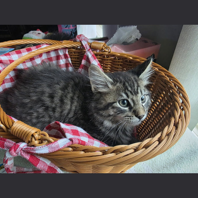 Photo of Talon