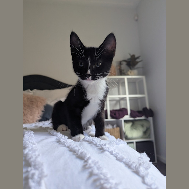 Photo of Nyx