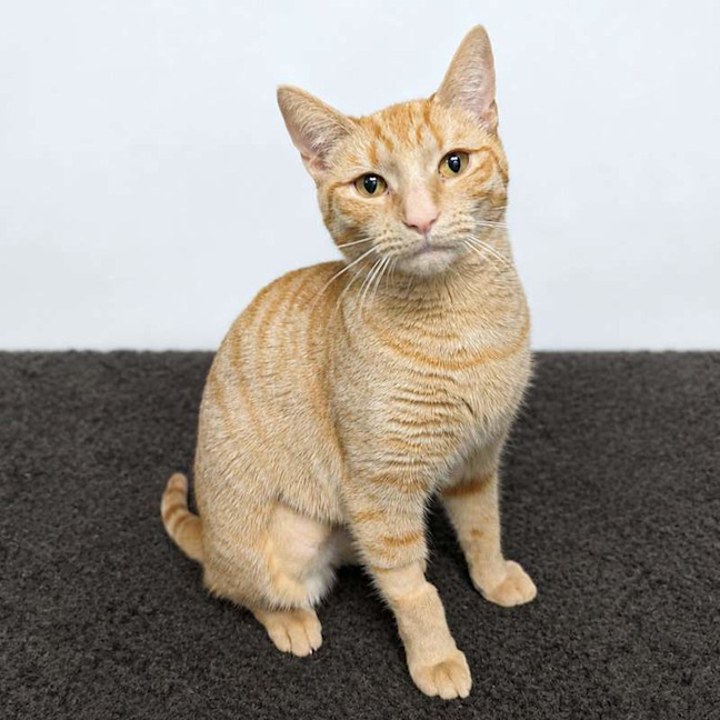 Photo of Peanut