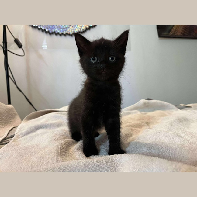 Photo of Midnight