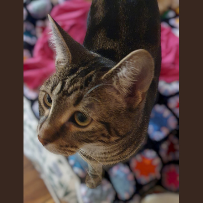 Photo of Shanti