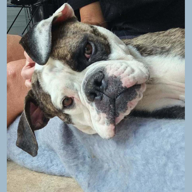 Photo of Lola