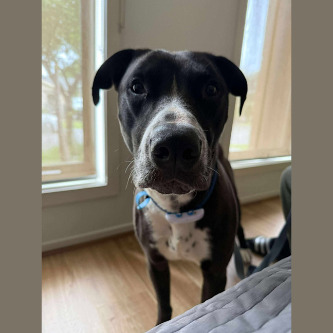 Photo of Rocky