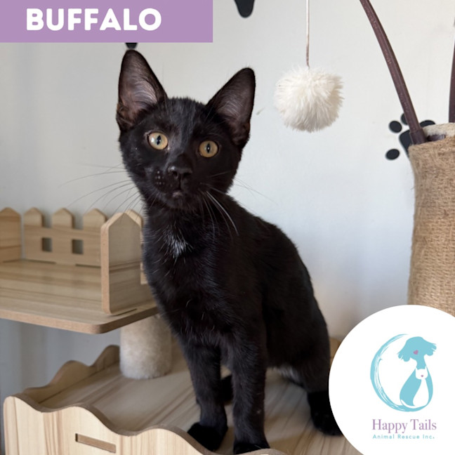 Photo of Buffalo