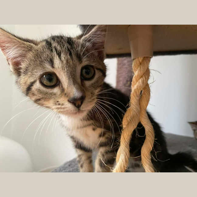 Photo of Sailor   In Foster Care In Bentleigh East