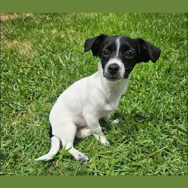 Photo of Oreo