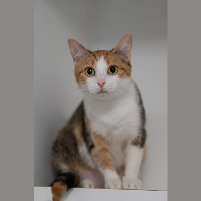 Photo of Domino