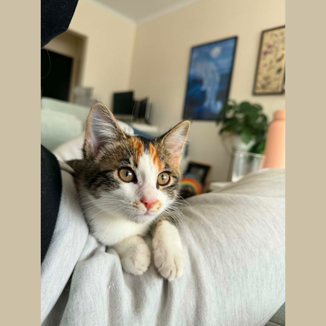 Photo of Cha Cha   In Foster Care In Malvern East