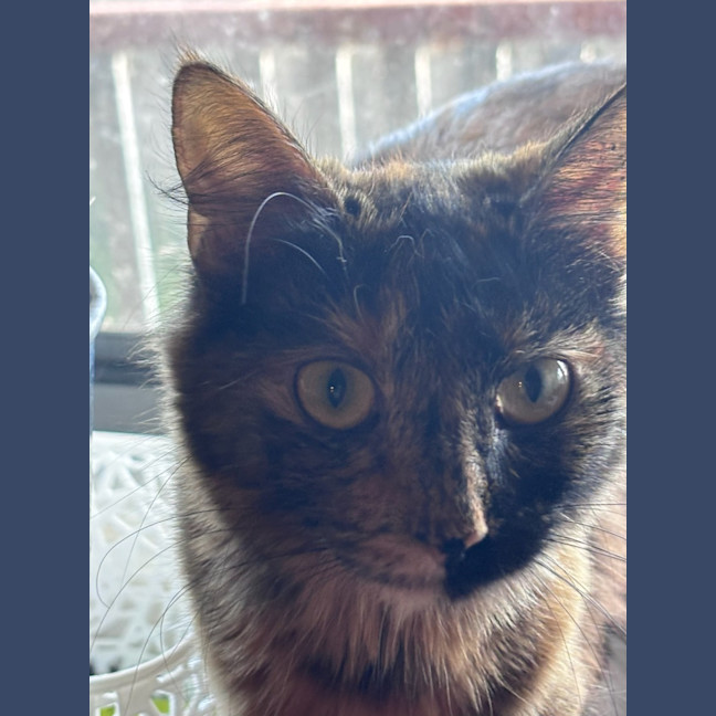Photo of Cedar