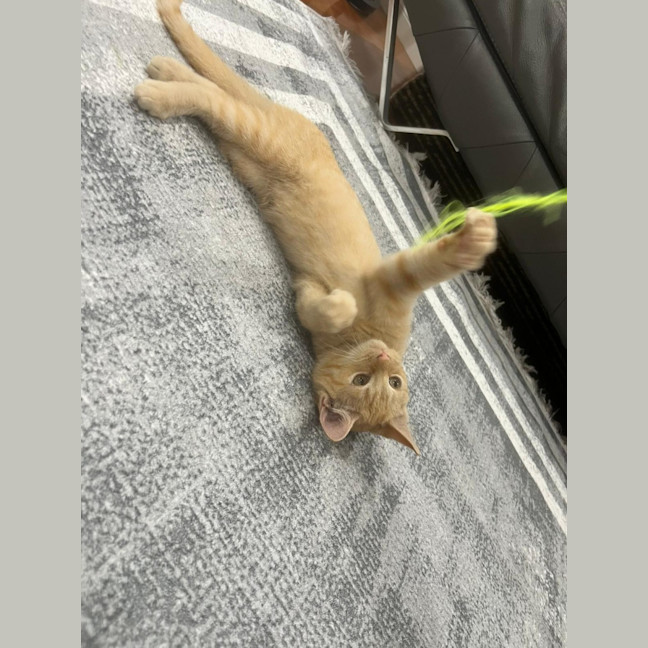 Photo of 🦁 Simba 🦁