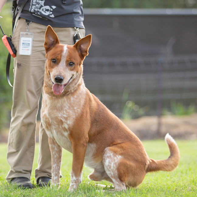 Photo of Rusty