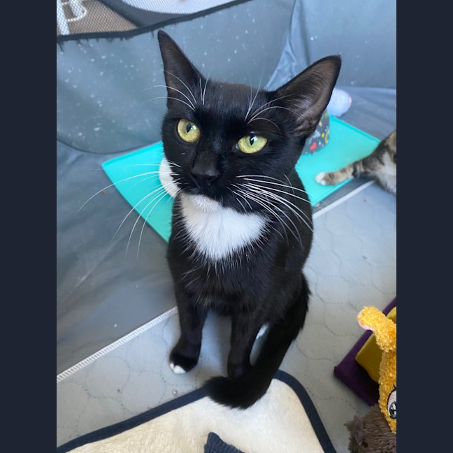 Photo of Luna Sanderson