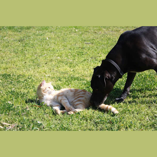 Photo of Ziggy And Zepha