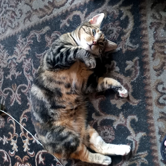 Photo of Nutmeg Rsta012162