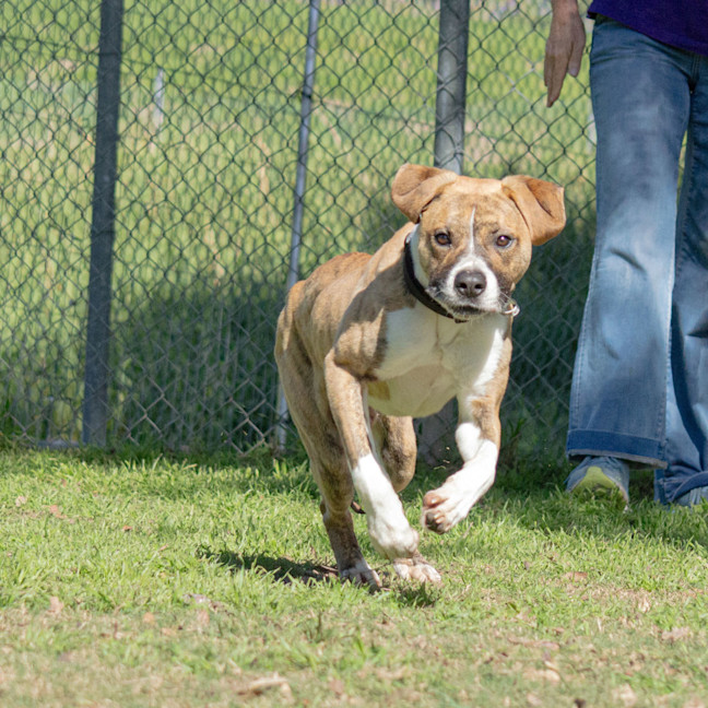 Photo of Chase