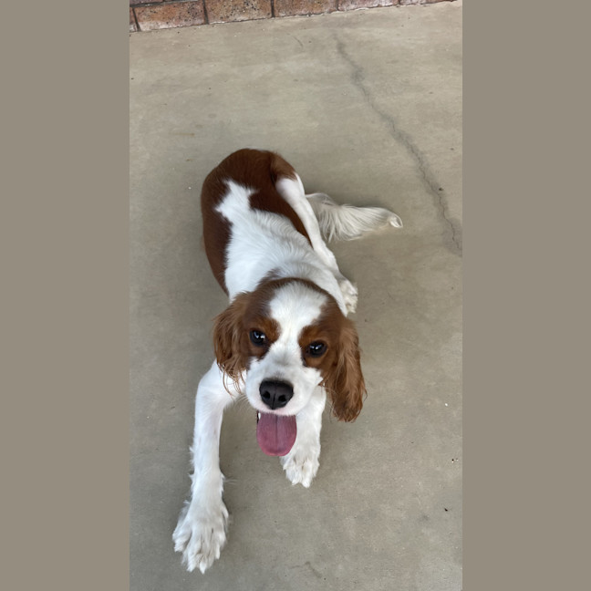 Photo of Tilly