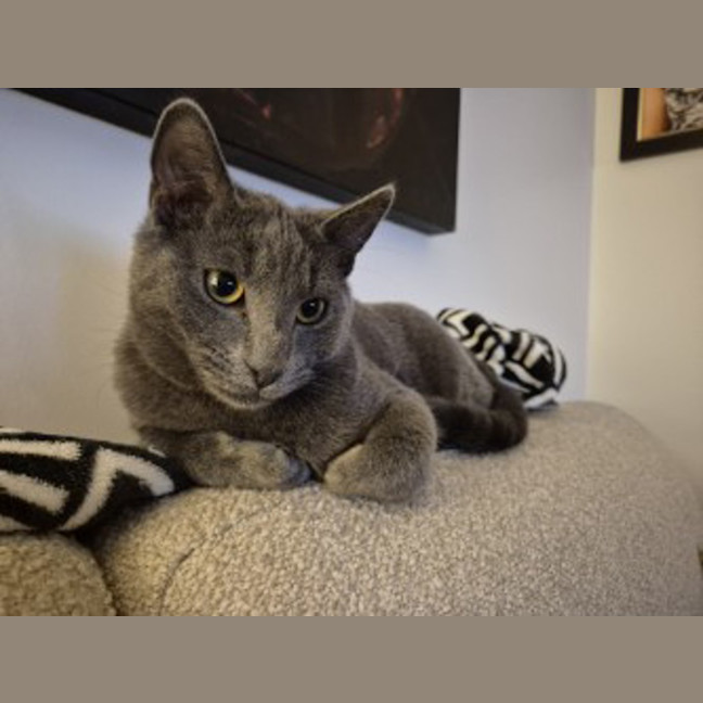 Photo of Blue