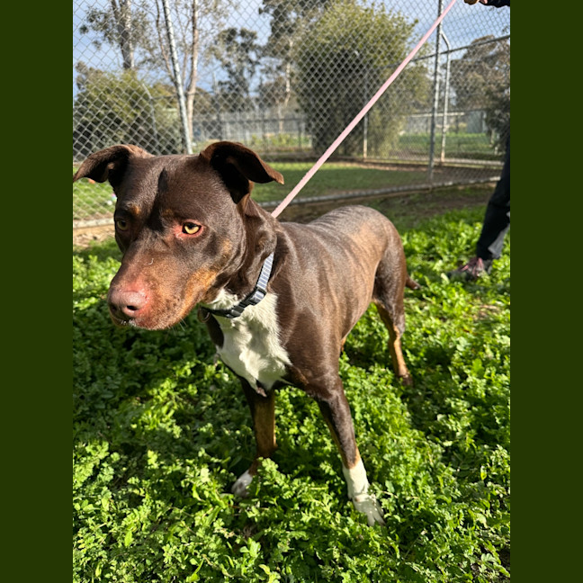 Photo of Whisky (Jameson)