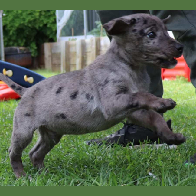 Photo of Pete ~ 10 Week Old, Male, Koolie X Labrador Puppy