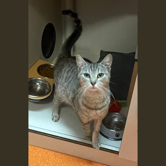 Photo of Gattinois